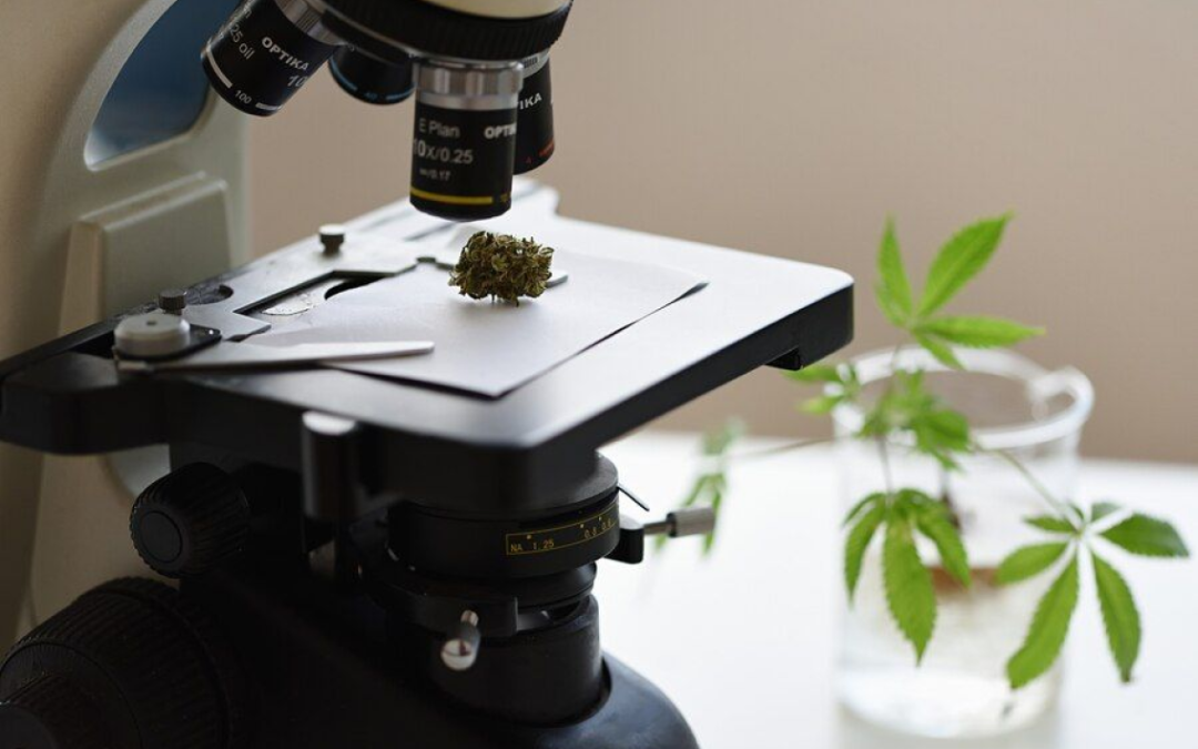 Descubre los últimos avances en el campo de la medicina y el cannabis